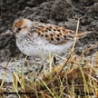 Western Sandpiper