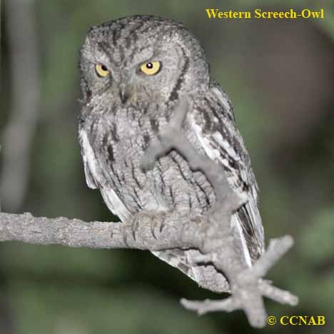 Birds of North America