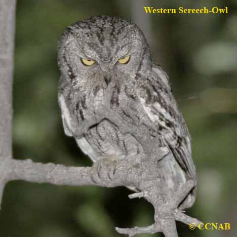 Birds of North America