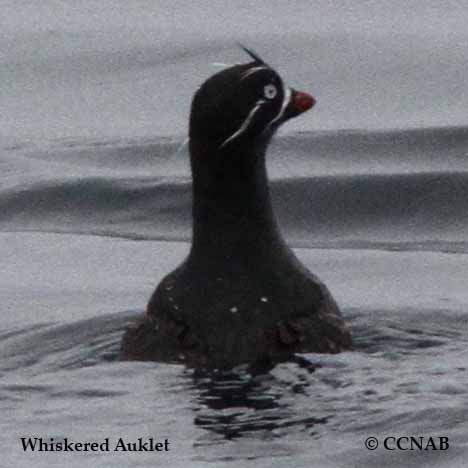 Birds of North America