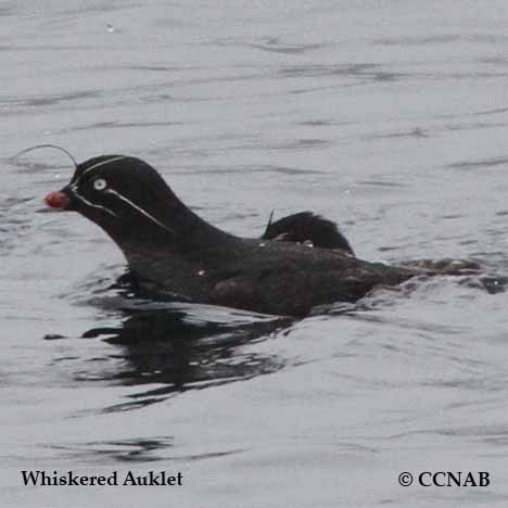 Birds of North America