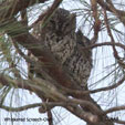 Whiskered Screech-Owl