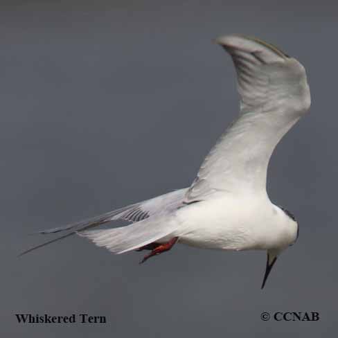 Whiskered Tern