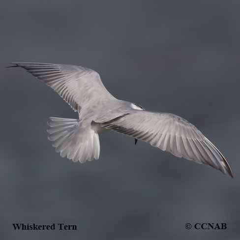 Whiskered Tern