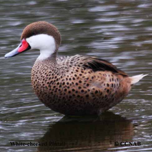 White-cheeked Pintail