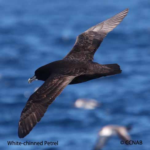 White-chinned Petrel