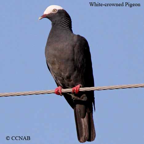 White-crowned Pigeon