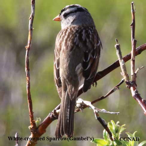 Birds of North America