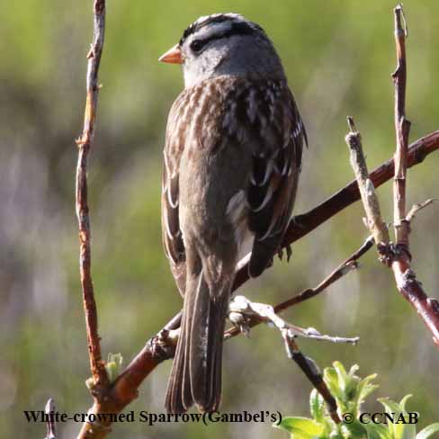 White-crowned Sparrow (Gambel's)