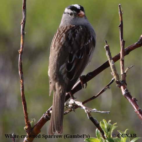 White-crowned Sparrow (Gambel's)