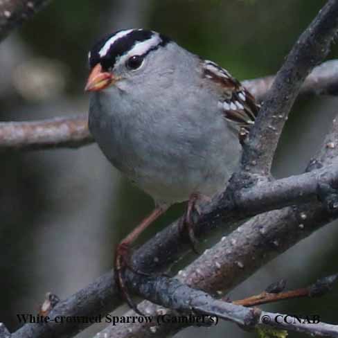 White-crowned Sparrow (Gambel's)