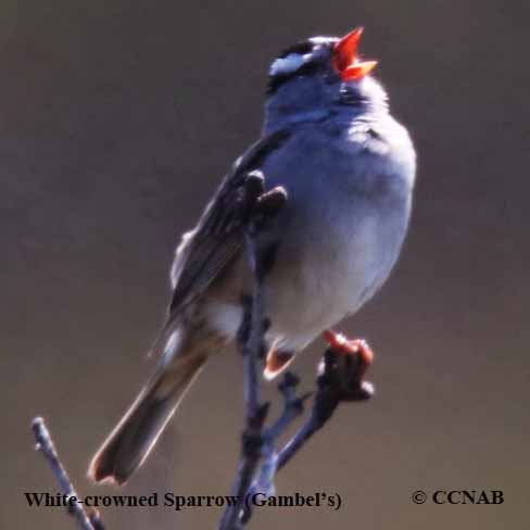 White-crowned Sparrow (Gambel's)