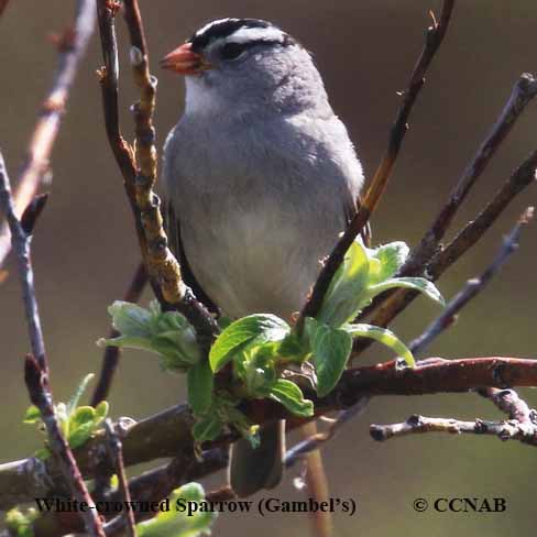 Birds of North America