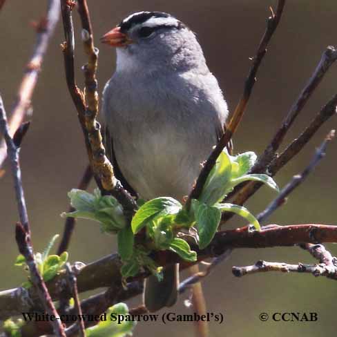 White-crowned Sparrow (Gambel's)