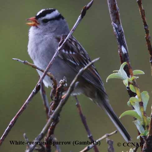 Birds of North America