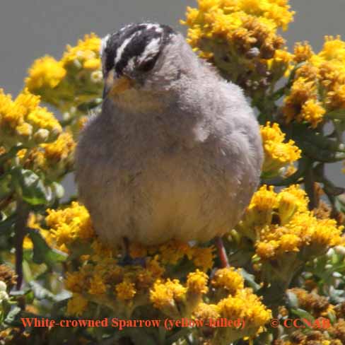 White-crowned Sparrow (Yellow-billed)