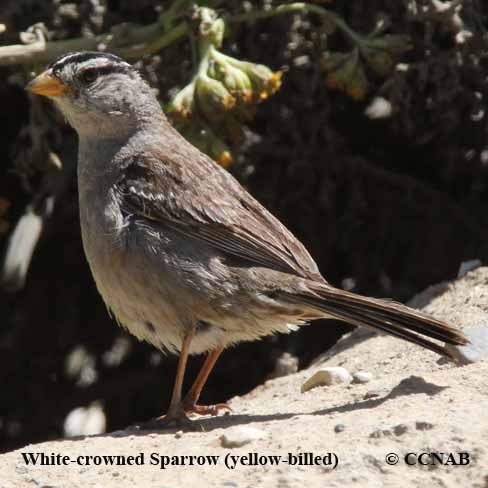 Birds of North America
