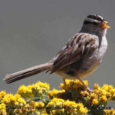 Birds of North America