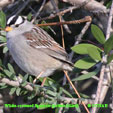 White-crowned Sparrow (yellow-billed) songs and calls