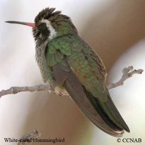 White-eared Hummingbird