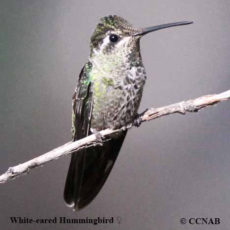 White-eared Hummingbird