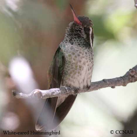 White-eared Hummingbird