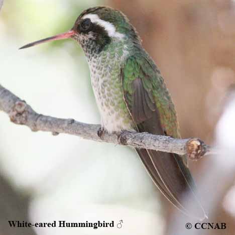 White-eared Hummingbird