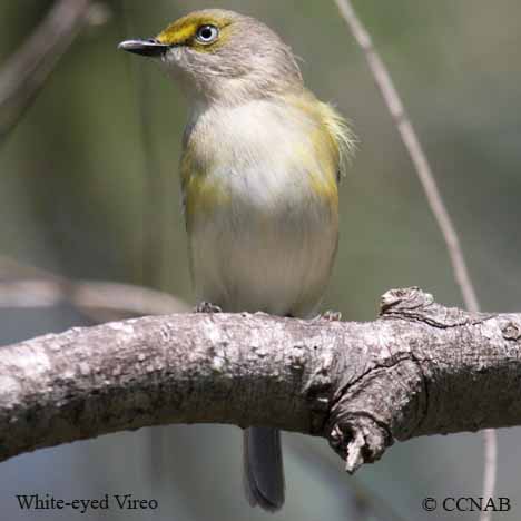 White-eyed Vireo