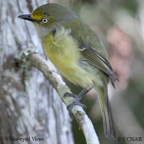 Birds of North America