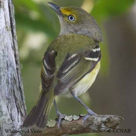 White-eyed Vireo