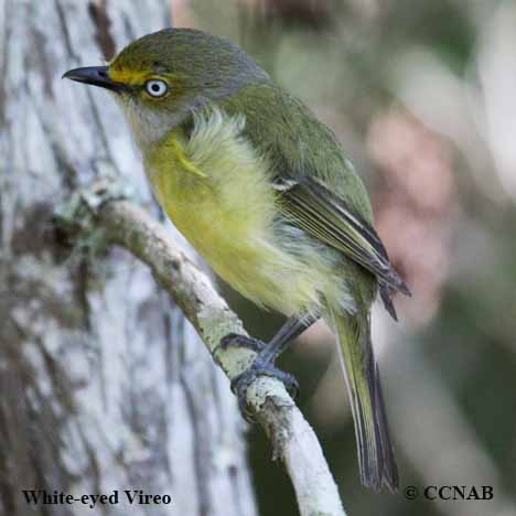 Birds of North America