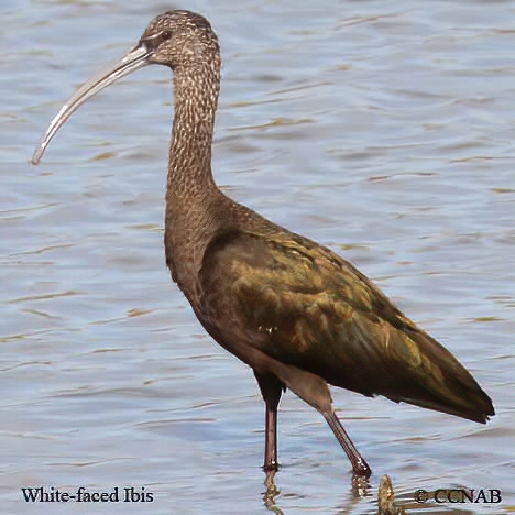 White-faced Ibis