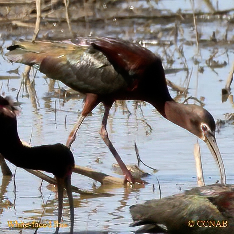 White-faced Ibis