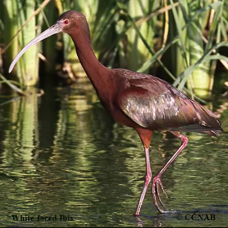 Birds of North America