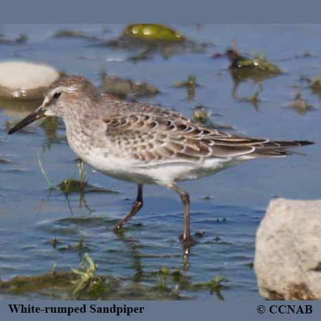 White-rumped Sandpiper