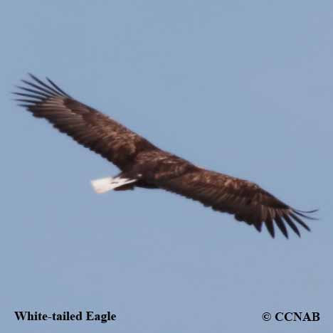 White-tailed Eagle