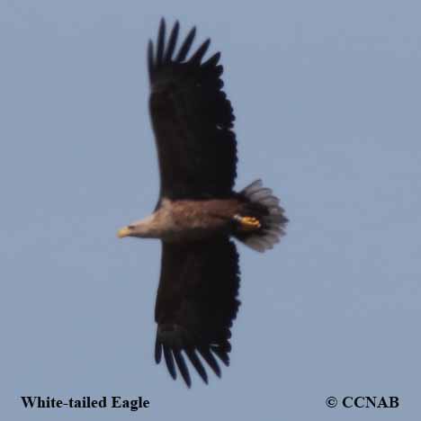 White-tailed Eagle