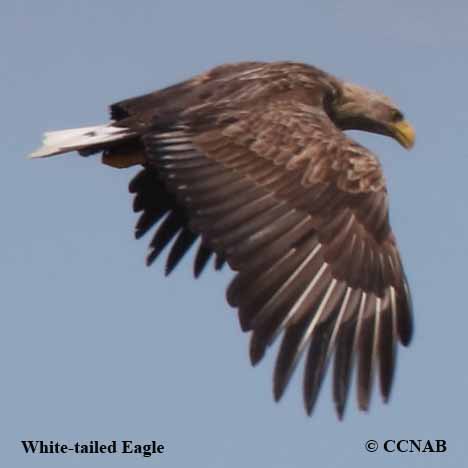 White-tailed Eagle