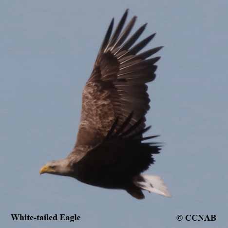 White-tailed Eagle