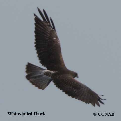 White-tailed Hawk