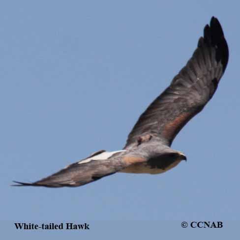 White-tailed Hawk