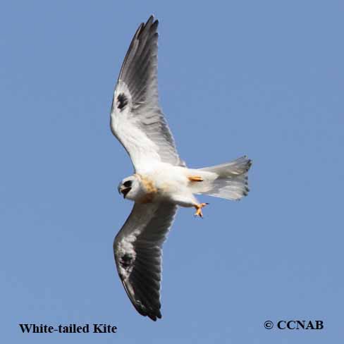 White-tailed Kite