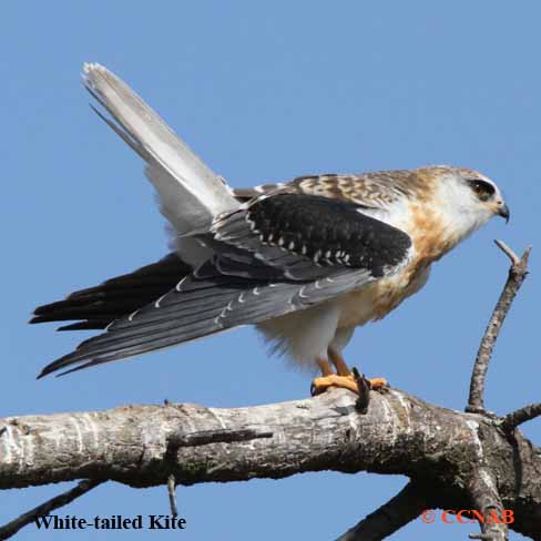 White-tailed Kite