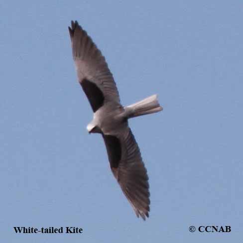 White-tailed Kite