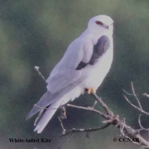 White-tailed Kite