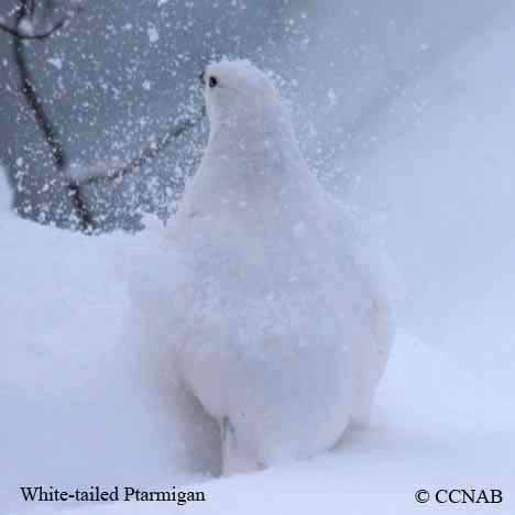 White-tailed Ptarmigan