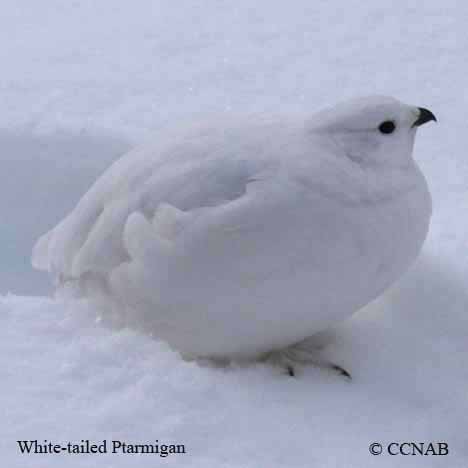 White-tailed Ptarmigan