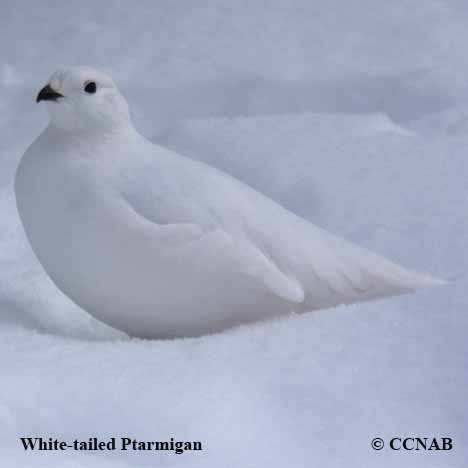 White-tailed Ptarmigan