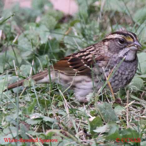 White-throated Sparrow