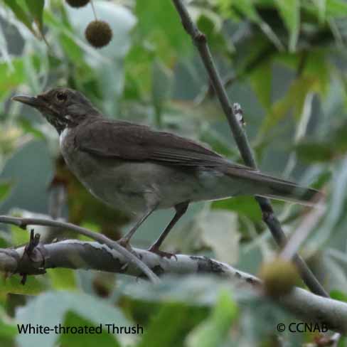 Birds of North America